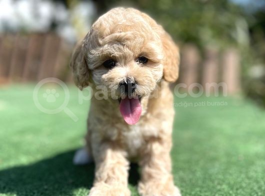 Muhtesem Guzellikte Toy Poodle Yavrularimiz
