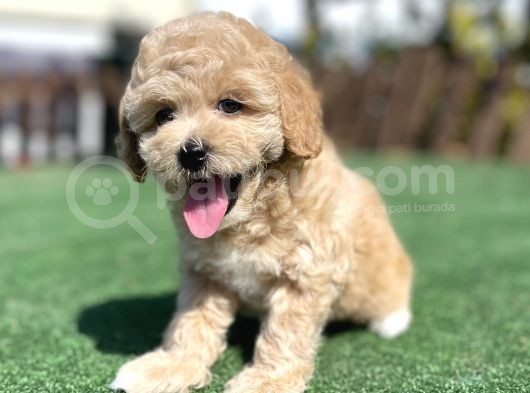 Muhtesem Guzellikte Toy Poodle Yavrularimiz görsel