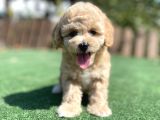 Muhtesem Guzellikte Toy Poodle Yavrularimiz