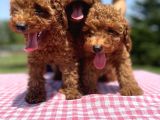 Red Brown Toy Poodle Yavrularimiz