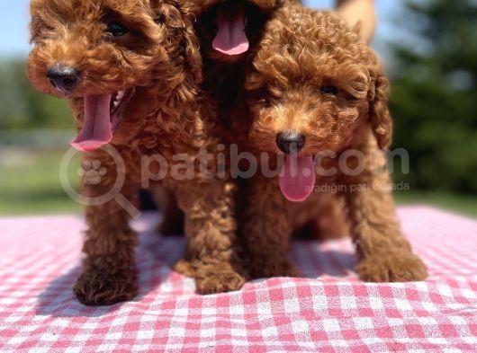 Red Brown Toy Poodle Yavrularimiz görsel