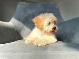 Orjinal Maltipoo Kızımız