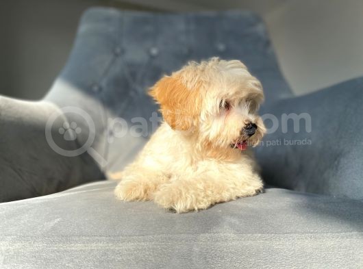 Orjinal Maltipoo Kızımız görsel