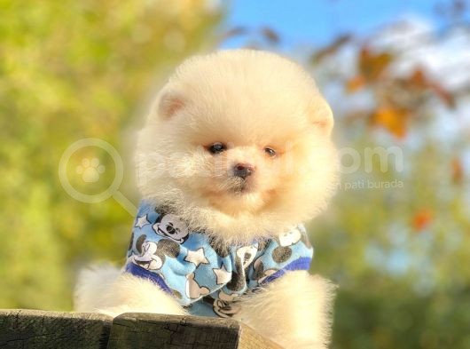 Safkan Teddy Face Pomeranian Boo Yavrularımız görsel