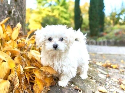 Maltese Terrier Yavrularımız