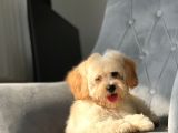 Orjinal Maltipoo Kızımız
