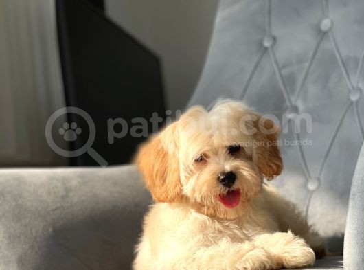 Orjinal Maltipoo Kızımız görsel