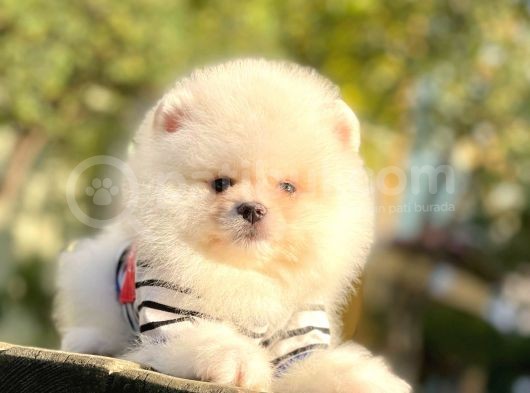 Safkan Teddy Face Pomeranian Boo Yavrularımız görsel