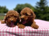 Red Brown Toy Poodle Yavrularimiz