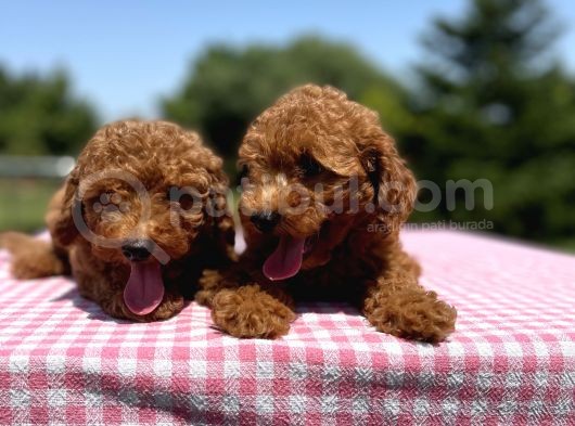 Red Brown Toy Poodle Yavrularimiz görsel