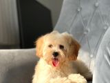 Orjinal Maltipoo Kızımız