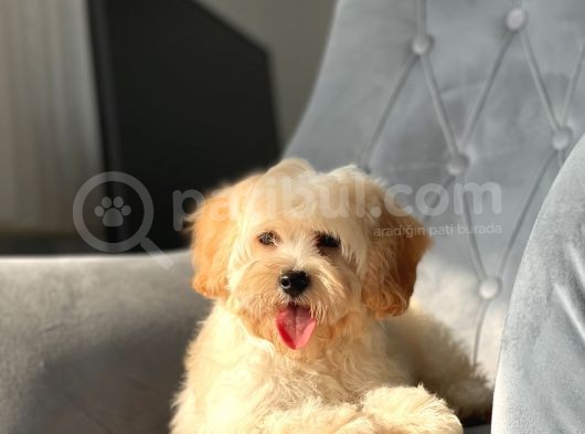 Orjinal Maltipoo Kızımız