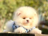 Safkan Teddy Face Pomeranian Boo Yavrularımız