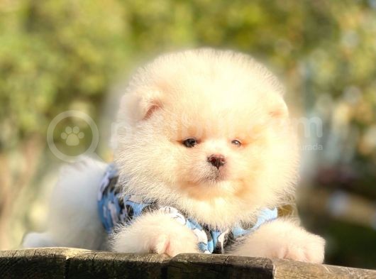 Safkan Teddy Face Pomeranian Boo Yavrularımız görsel
