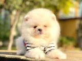 Safkan Teddy Face Pomeranian Boo Yavrularımız