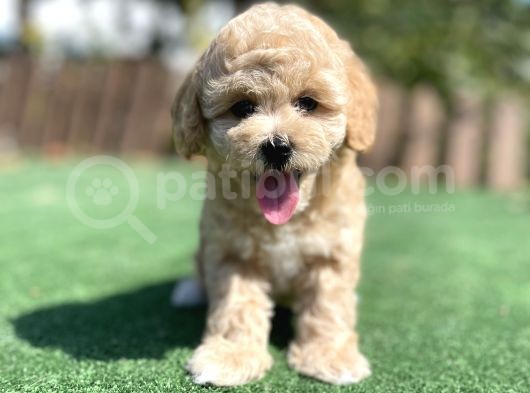 Muhtesem Guzellikte Toy Poodle Yavrularimiz görsel