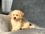 Orjinal Maltipoo Kızımız