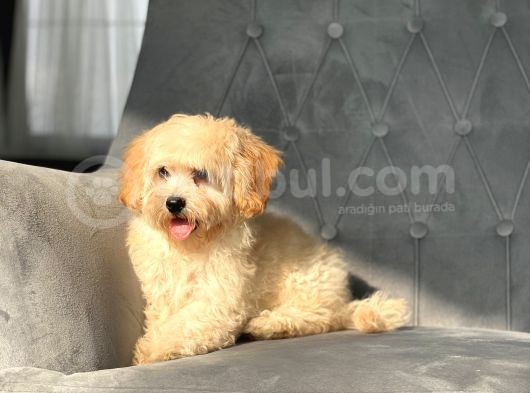 Orjinal Maltipoo Kızımız görsel
