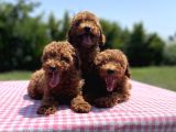 Red Brown Toy Poodle Yavrularimiz