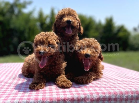 Red Brown Toy Poodle Yavrularimiz