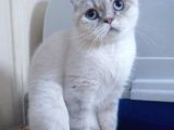 Safkan Blue Point Scottish Fold