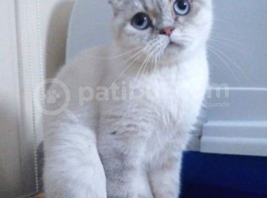 Safkan Blue Point Scottish Fold