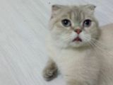 Safkan Blue Point Scottish Fold