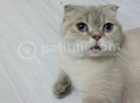 Safkan Blue Point Scottish Fold görsel