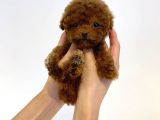 Mini Safkan Red Brownn Toy Poodle Yavrularimiz