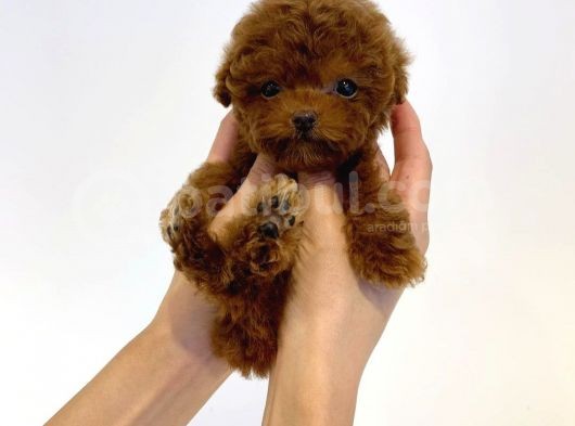 Mini Safkan Red Brownn Toy Poodle Yavrularimiz görsel