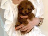 Mini Safkan Red Brownn Toy Poodle Yavrularimiz