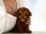 Mini Safkan Red Brownn Toy Poodle Yavrularimiz