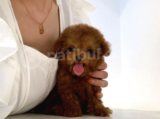 Mini Safkan Red Brownn Toy Poodle Yavrularimiz