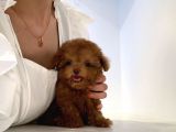 Mini Safkan Red Brownn Toy Poodle Yavrularimiz