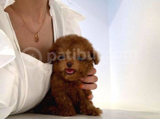 Mini Safkan Red Brownn Toy Poodle Yavrularimiz görsel