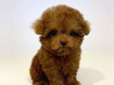Mini Safkan Red Brownn Toy Poodle Yavrularimiz