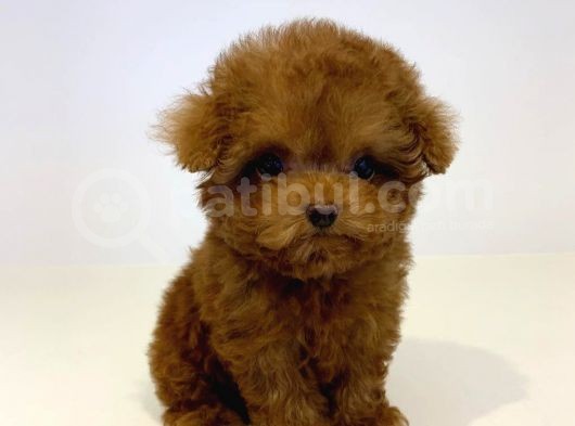 Mini Safkan Red Brownn Toy Poodle Yavrularimiz görsel