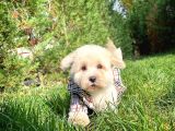 Maltese Terrier Miniboy