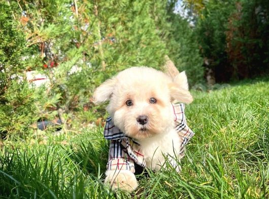 Maltese Terrier Miniboy