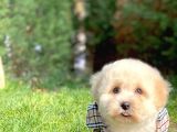 Maltese Terrier Miniboy
