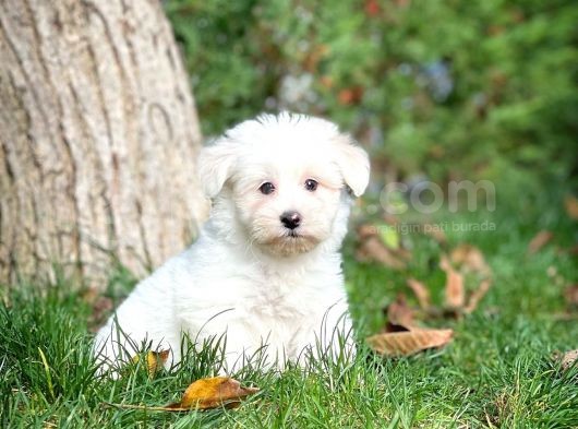 Maltese Terrier Yavrularımız görsel