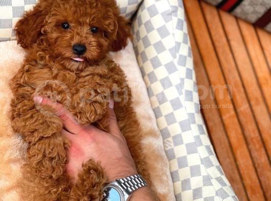 Toy Poodle Oğlumuz Alex