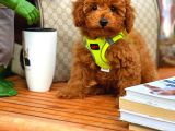 Toy Poodle Oğlumuz Alex