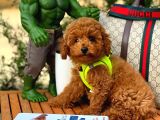 Toy Poodle Oğlumuz Alex