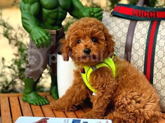 Toy Poodle Oğlumuz Alex görsel