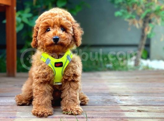 Toy Poodle Oğlumuz Alex görsel