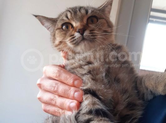 British Shorthair görsel