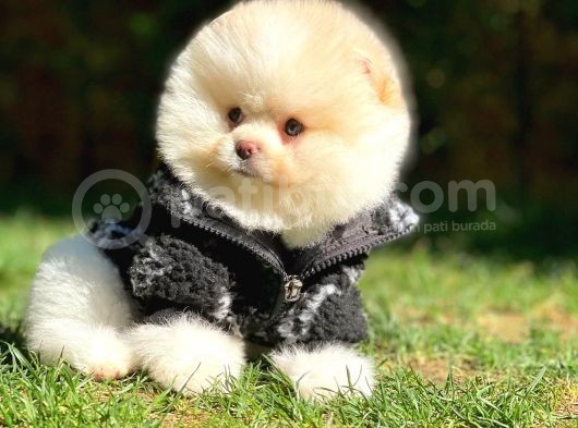 Irk Ve Sağlık Garantili Pomeranian Boo Yavrularımız