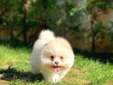 Irk Ve Sağlık Garantili Pomeranian Boo Yavrularımız