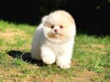 Irk Ve Sağlık Garantili Pomeranian Boo Yavrularımız
